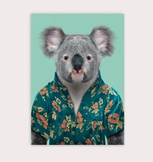 POSTAL ZOO PORTRAITS KOALA