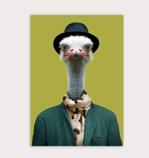 POSTAL ZOO PORTRAIT OSTRICH